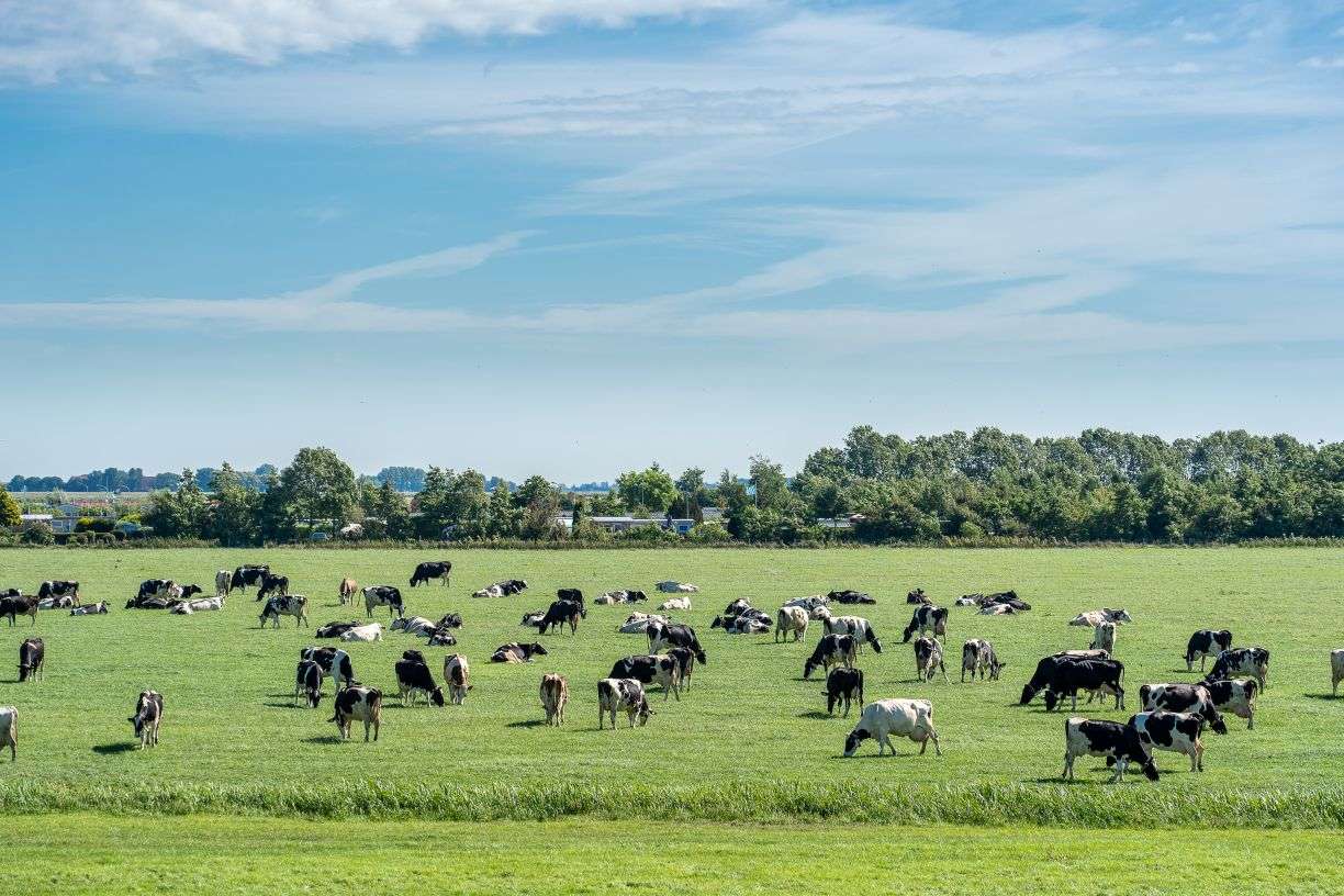 Livestock Farms
